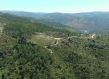 Forest in Portugal
